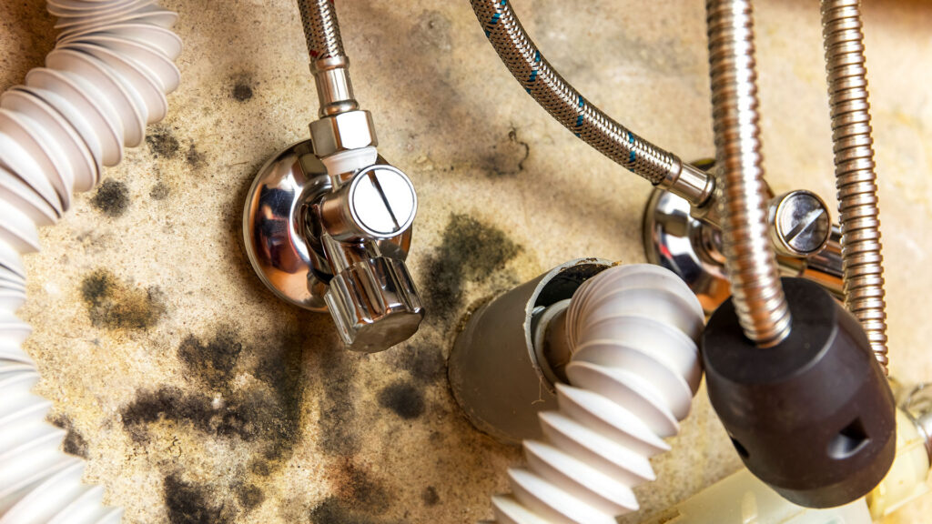 Professional Mold Remediation